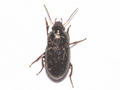 Amara tibialis